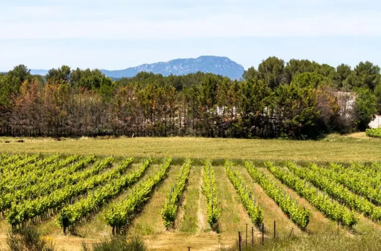 Photographie de vignes au premier plan, avec un bosquet d'arbres de garrigue au second plan et le Pic Saint Loup en arrière-plan